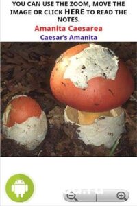 Mushrooming