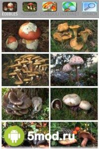 Mushrooming